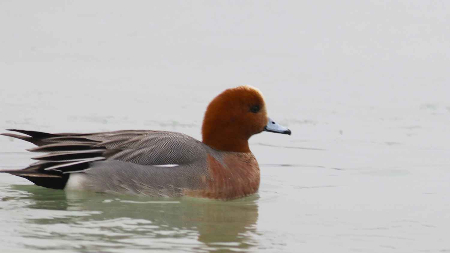 Eurasian Wigeon